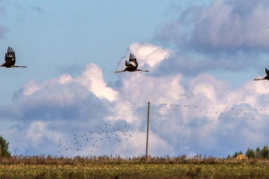В Юрьев-Польском районе сняли стаю краснокнижных серых журавлей