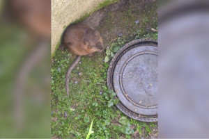 В Гороховце ондатра проникла на территорию частного дома и провалилась в колодец