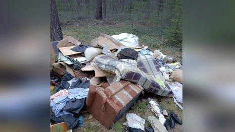 В Коврове в сосновом бору свалили мебель и одежду