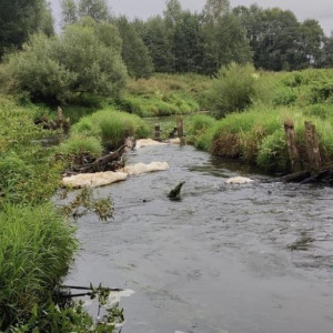 Загрязнение реки Пекша в Кольчугинском районе обернулось уголовным делом