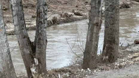 Во Владимире перестанут белить деревья