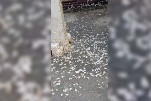 Бабочки непарного шелкопряда добрались до Меленковского района