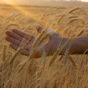 Власти рассказали о росте цен на хлеб в 2023 году