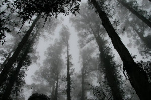 Во Владимирской области в лесу у федеральной трассы нашли завернутый в плед труп