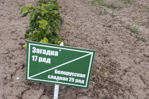 В Суздальском районе зазеленел сад с черной смородиной