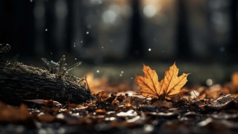 Кондратьев день: что можно и нельзя делать 4 октября 