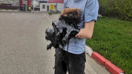 Подростки в Петушках спасли застрявшего в смоле шпица: появилось видео