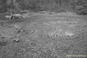 В Киржачском районе сняли умилительный момент прогулки самки оленя с детешышем
