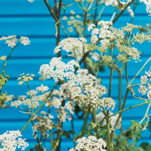 За борщевик владимирцы заплатят штрафы от двух до 150 тысяч