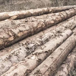 Во Владимирской области с арендаторов леса взыскали 600 тыс. рублей за вырубку деревьев