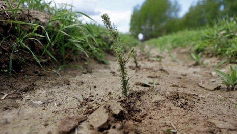 Во Владимирской области началась весенняя посадка леса