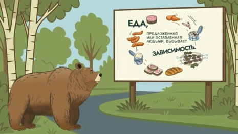 В России запускают проект «Земля медведя»