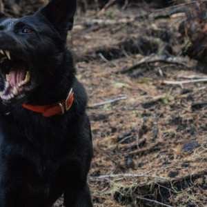 В деревне под Собинкой отменили карантин по бешенству животных