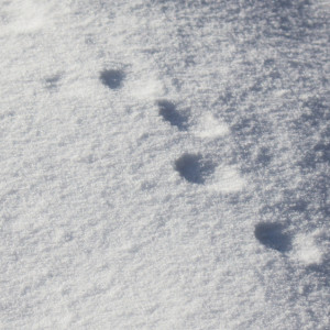 Прогноз погоды во Владимире и области на 26 января