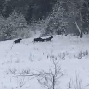 В Ковровском районе встретили две группы лосей из 11 особей