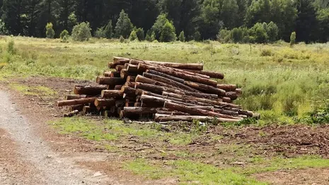 Двое жителей Суздаля избежали реальных сроков за спил деревьев на миллион рублей