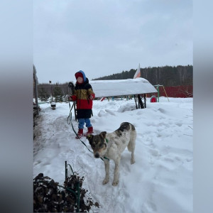 Во Владимирской области для расстрелянной собаки нашли дом