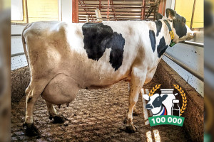 Корова из Владимирской области за 14 лет дала почти 112 тонн молока