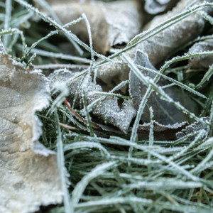 Первые выходные ноября во Владимирской области начнутся с заморозков