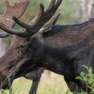 Во Владимирской области водитель сбил лося