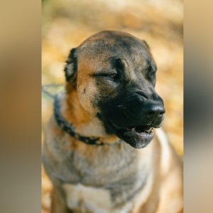 Во Владимире алабай набросился на полицейского