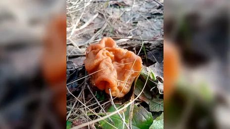 В лесах Владимирской области появились первые весенние грибы