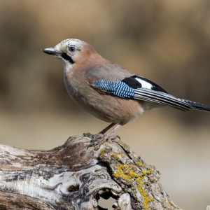 Народные приметы на 11 декабря: что можно и нельзя делать в Сойкин день