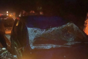 В Собинском районе пассажирка легковушки пострадала после столкновения с лосем