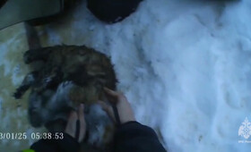 Во Владимирской области спасатели откачали отравившуюся угарным газом кошку