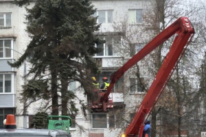 Во Владимире начали вырубать хвойную аллею на площади Победы