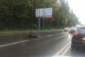 Во Владимирской области число ДТП с животными выросло до 72