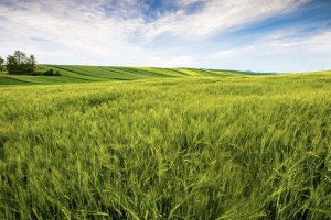 Владимирские участки экстремистов-олигархов из Украины отошли России