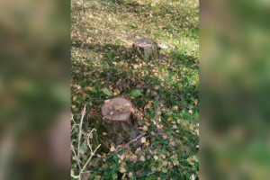 В Муроме вырубка берез обернулась уголовным делом