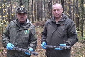 Ветеринары вакцинировали лесных обитателей Владимирской области от бешенства