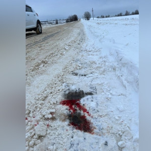 Во Владимирской области расстрел собак привел к полицейской проверке
