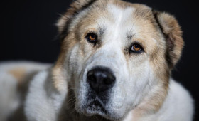 Жительница Меленок отсудила 150 тыс. рублей за нападение алабая