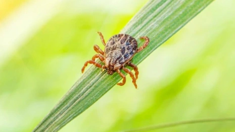 Впервые за несколько лет во Владимирской области энцефалит выявили у ребенка
