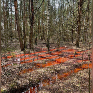 Жители Петушков пожаловались на загрязнение земли сточными водами