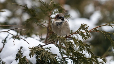 Во Владимирскую область на неделе вернется похолодание до -12