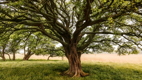 Федот Овсяник: что можно и нельзя делать 31 мая