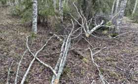 Вырубка деревьев на 100 тыс. рублей во Владимирской области привела к уголовному делу