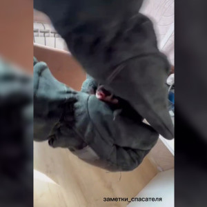 В Коврове жильцов квартиры спасли от летучей мыши