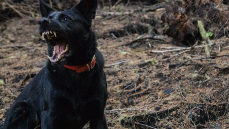 В деревне под Собинкой отменили карантин по бешенству животных