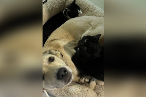 Во Владимирской области удалось найти дом умирающему в приюте коту 