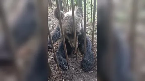 Разгуливающего в Александровском районе медвежонка поймали посадили в вольер