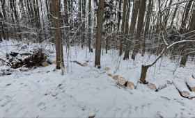 Во Владимире вырубка деревьев в парке «Дружба» обернулась уголовным делом