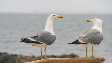 Александров день: что можно и нельзя делать 28 марта