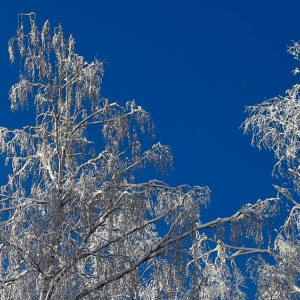 Дойдет ли до Владимирской области накрывший Москву циклон «Хельма»?