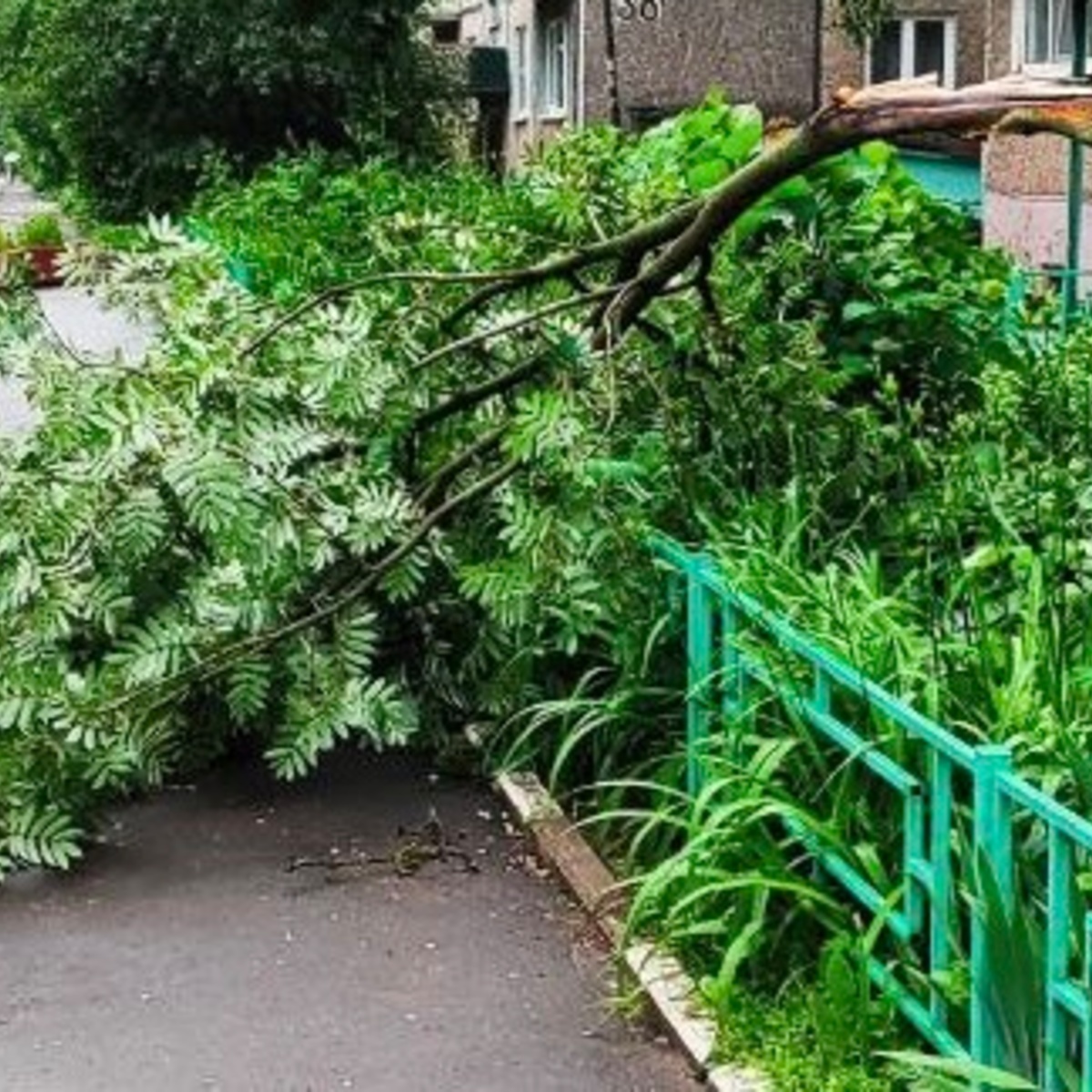 Ураган «Эдгар» повалил деревья на 6 трассах в Суздальском и Собинском  районах - День во Владимире