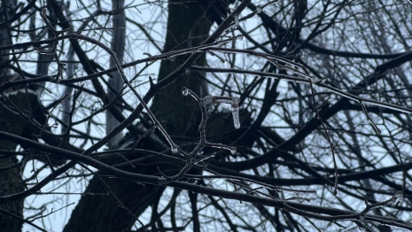 Во Владимирской области начнется период ледяных дождей